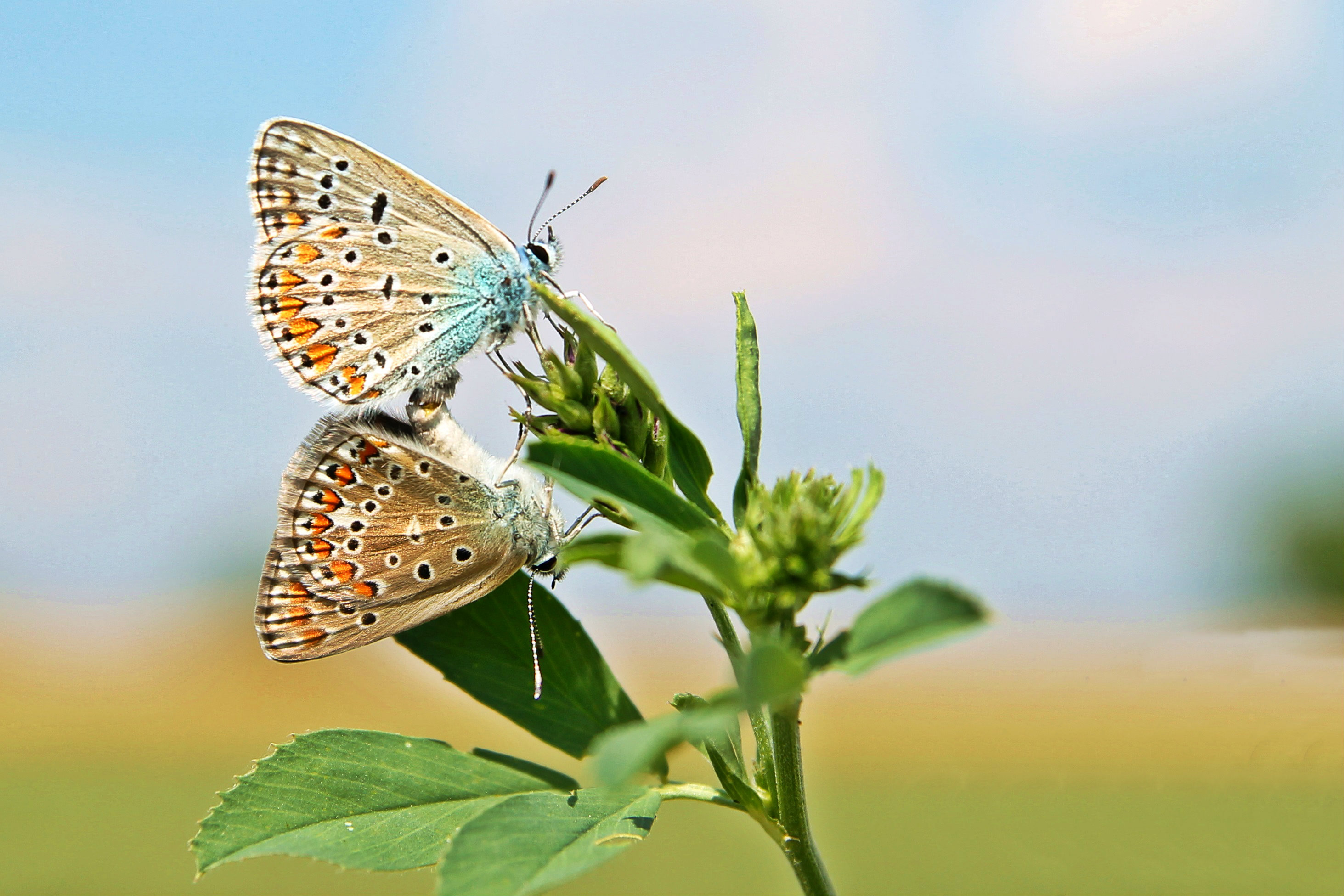 Bronze Award: Pavla Solčianska, Slovakia, Fauna