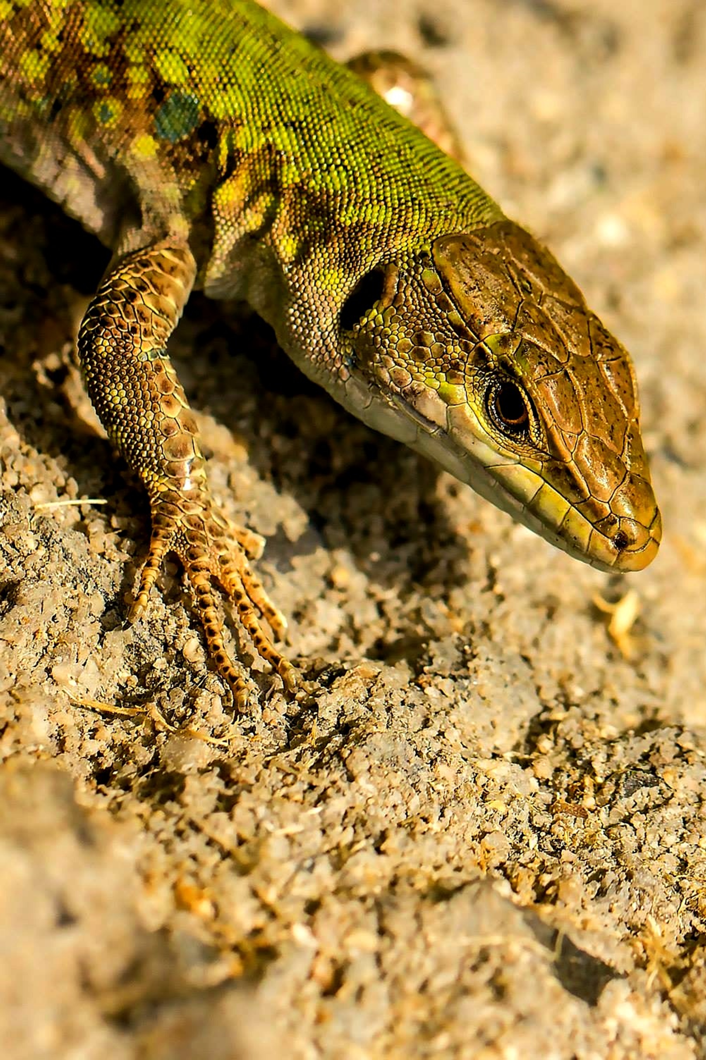 Bronze Award: Kardelen Dalbudak, Turkey, Fauna