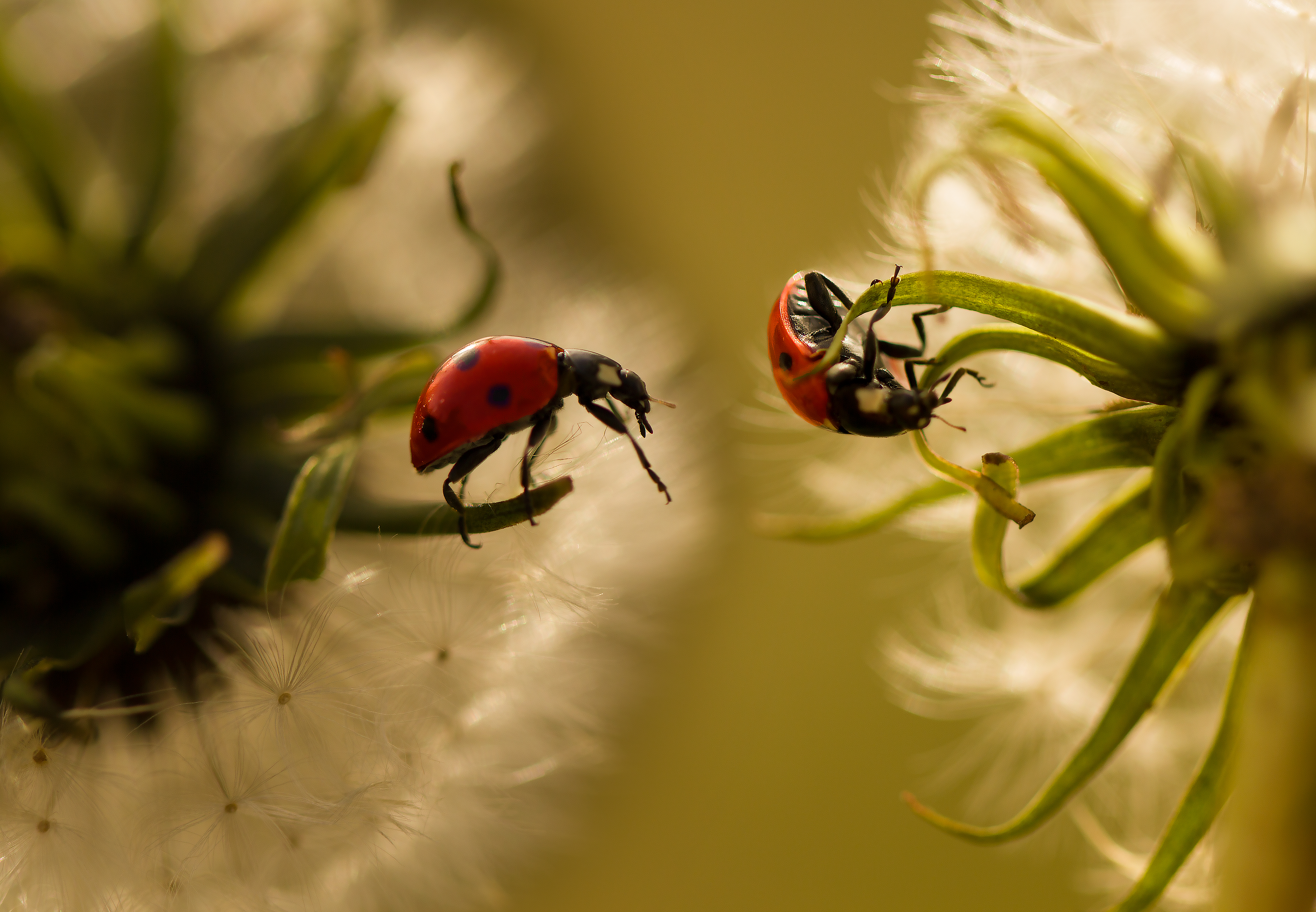 Bronze Award: Kardelen Dalbudak, Turkey, Fauna