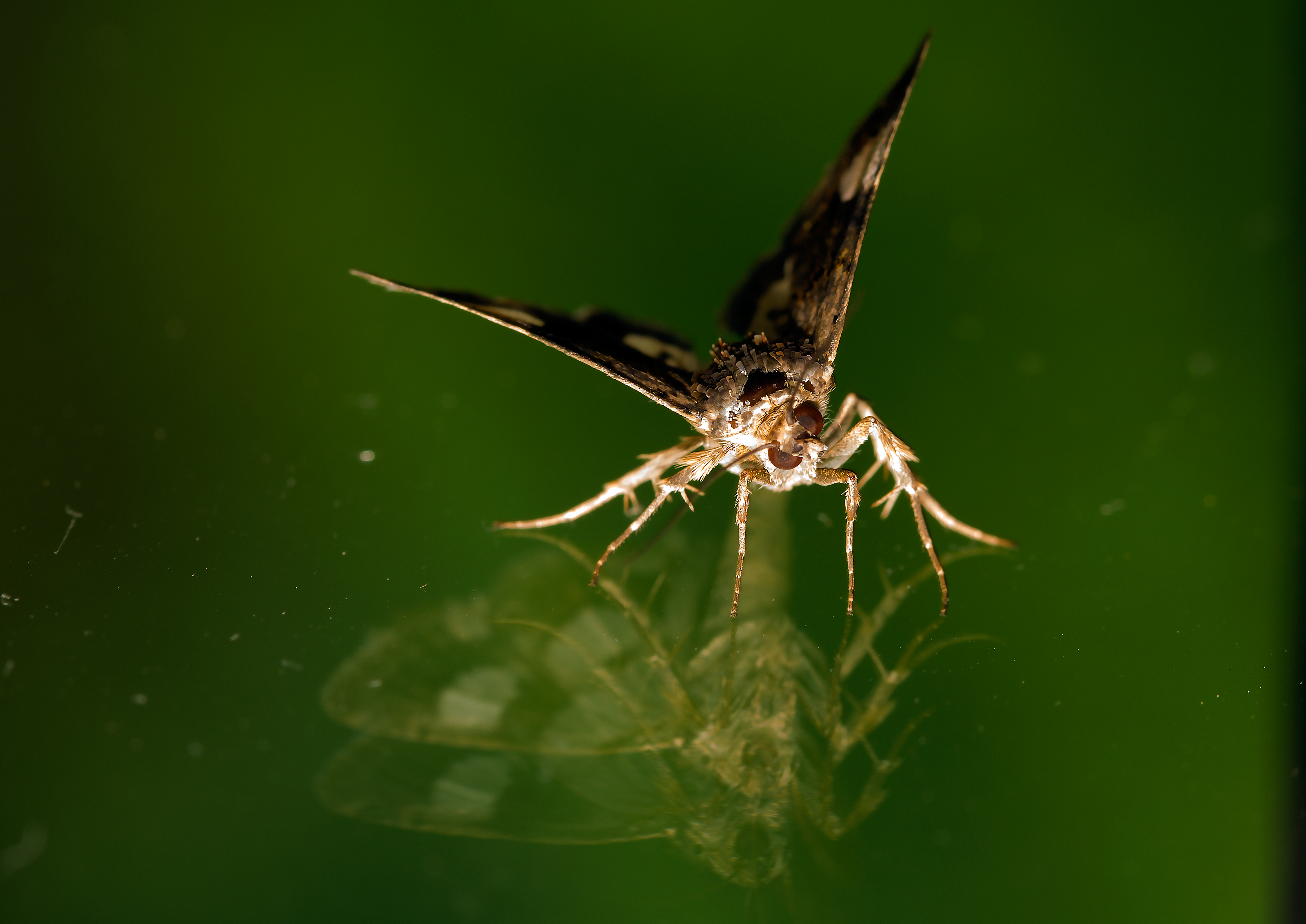 Bronze Award: Kardelen Dalbudak, Turkey, Fauna