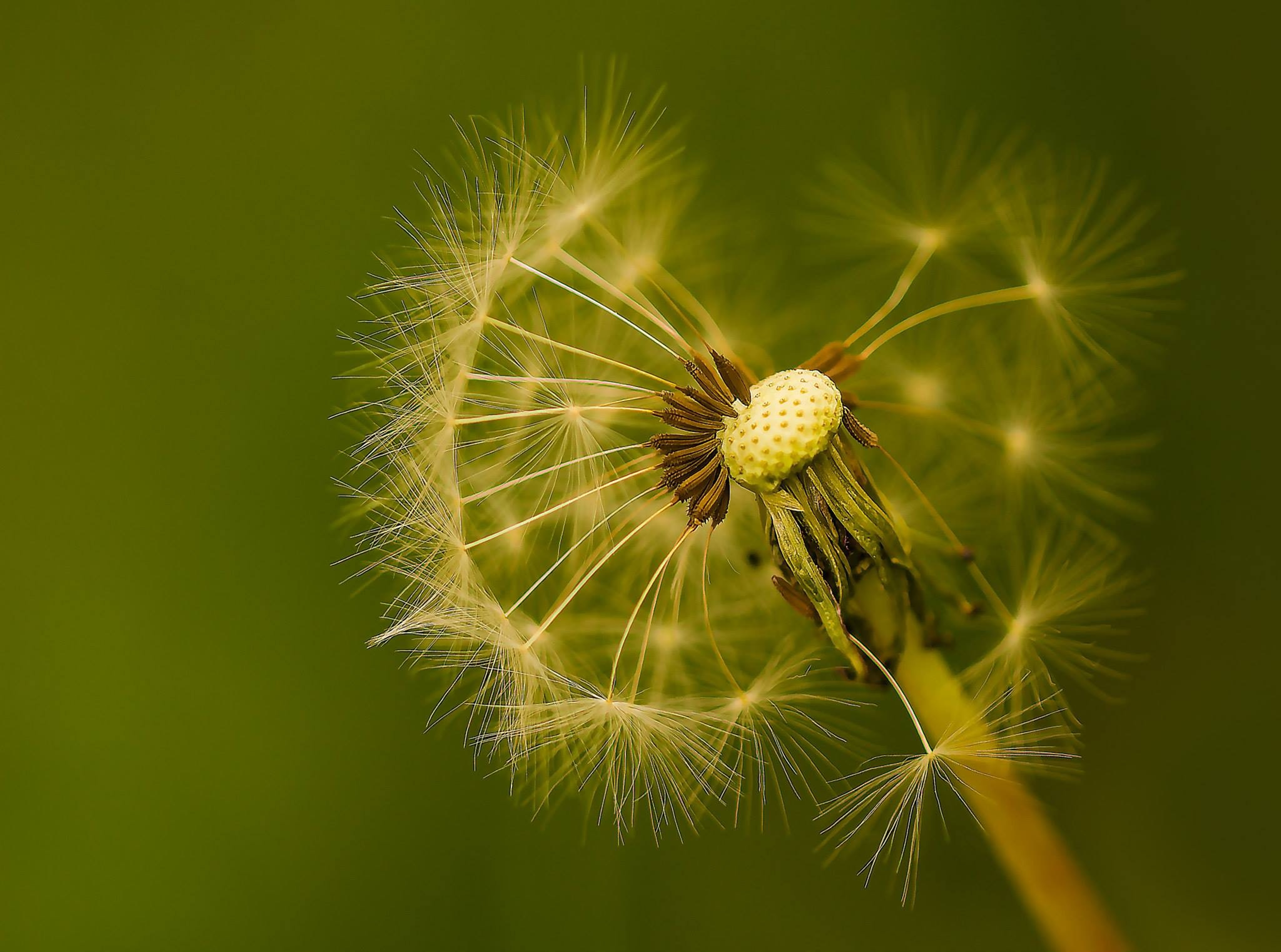 Bronze Award: Kardelen Dalbudak, Turkey, Fauna