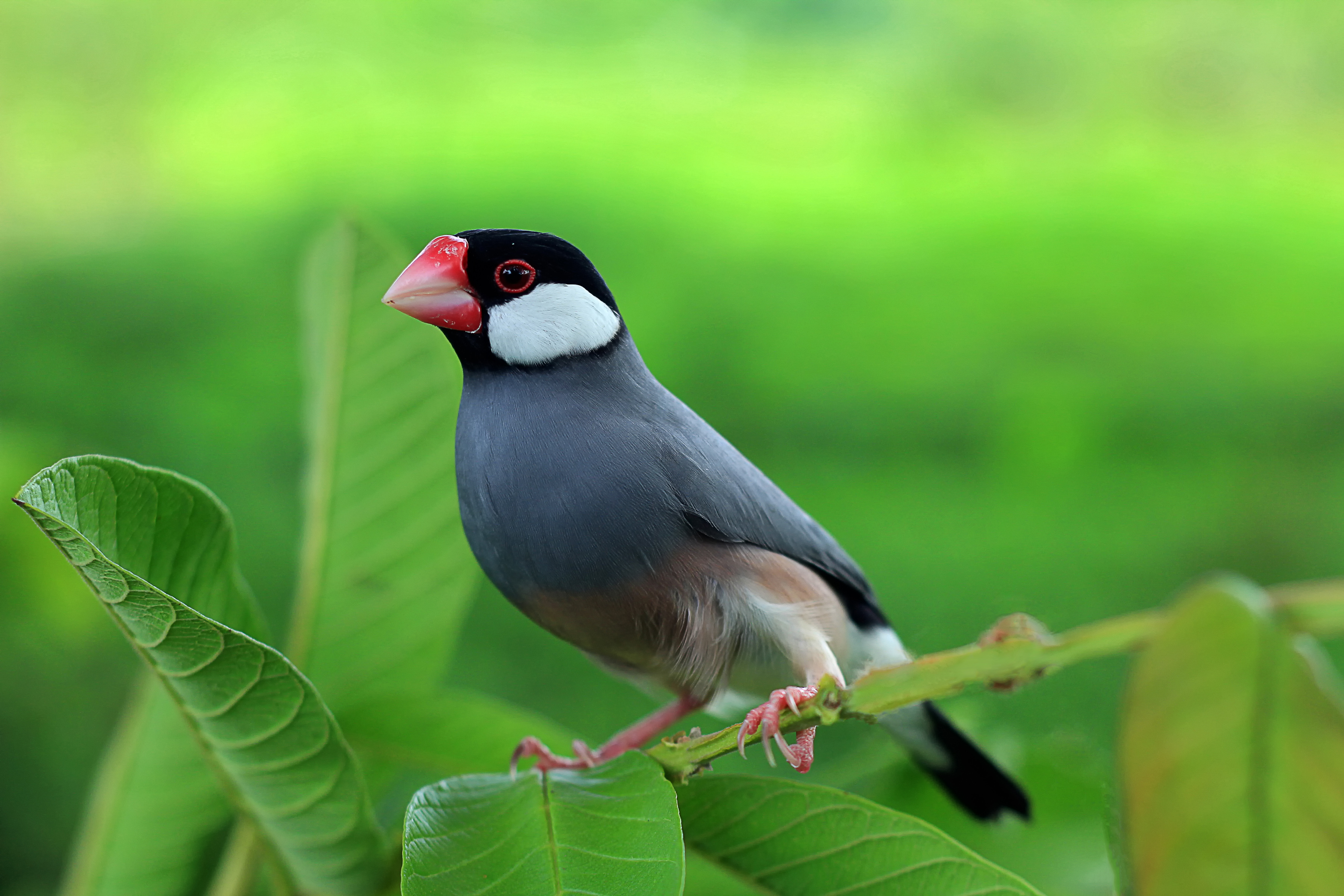 Gold Award: Allan Castañeda, Philippines, Fauna