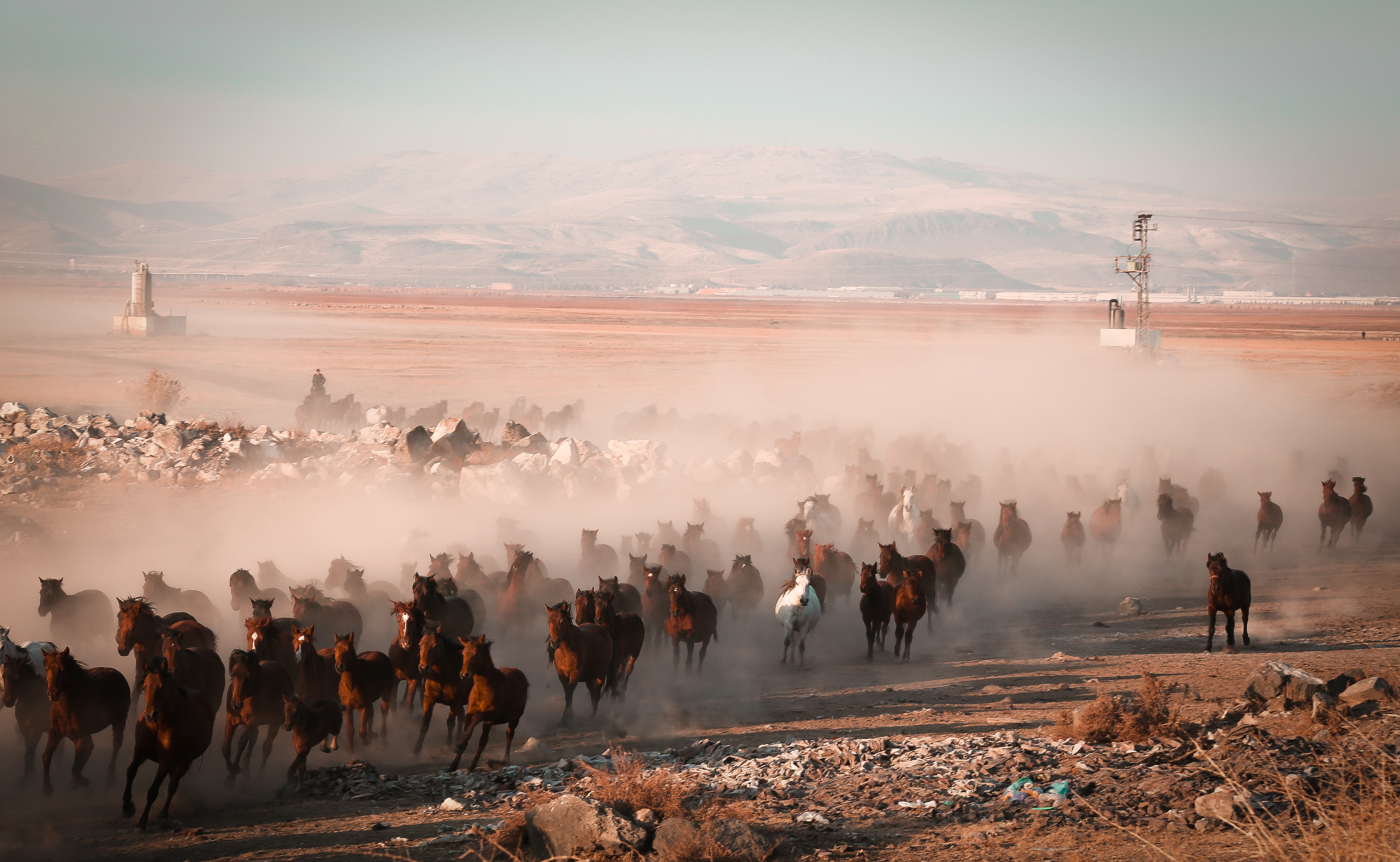 Gold Award: Efe Uzun, Turkey, Fauna